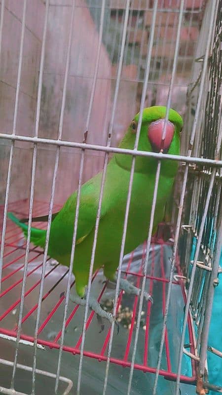 parrot for sale female 2