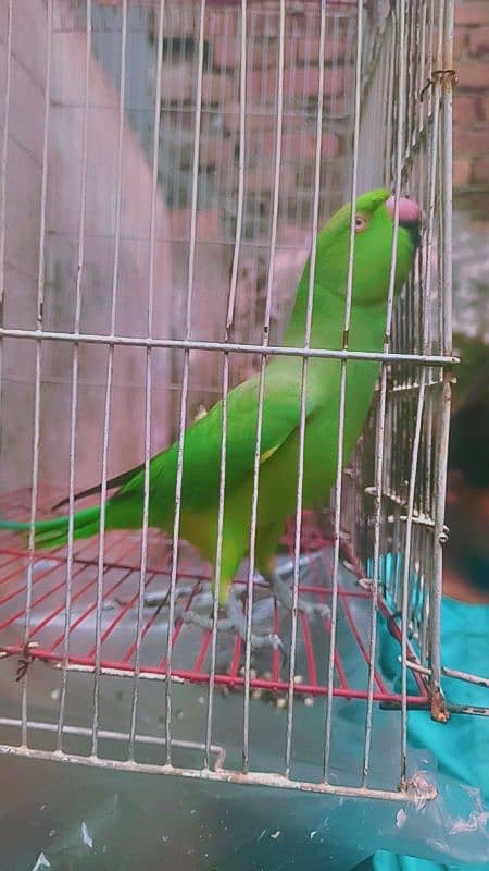 parrot for sale female 3