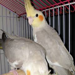 Grey cockatiel 1000 per pcs