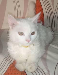 Pair of percian  white cat double coate