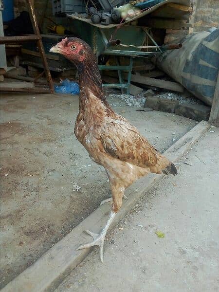 Aseel hen for sale 1