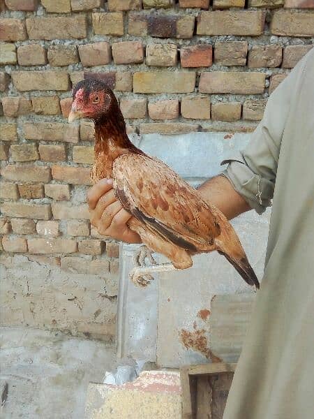 Aseel hen for sale 3