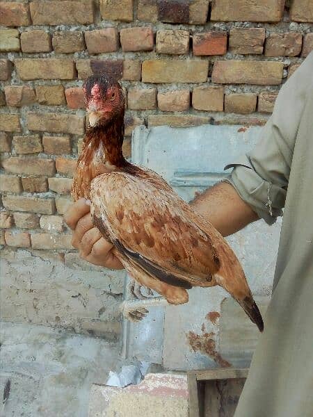 Aseel hen for sale 4