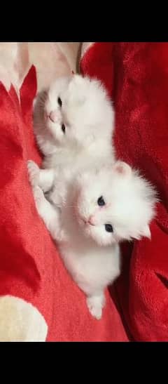 Persian Cat/Cute/Persian Kitten/Kitten For Sale/Cate For Sale