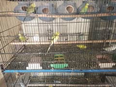 Australian parrot bredar andy dia hua ha