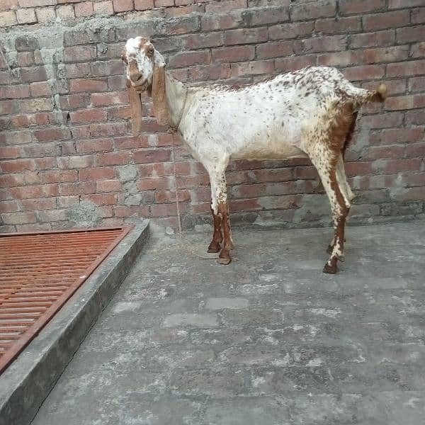 Makhi cheeni bakri with two children 03084493683 2