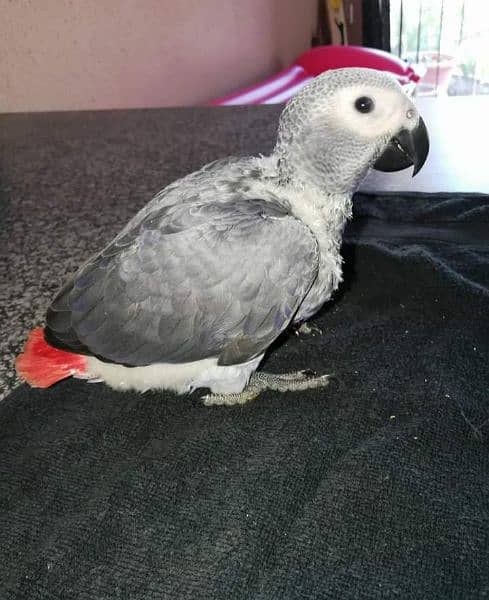 African grey parrot chicks for sale 0334/0644/293 0