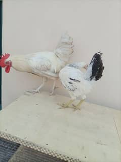 white golden misri pair 4000  & 6 feet cage 3000