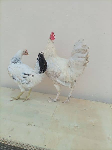 white golden misri pair 4000  & 6 feet cage 3000 1