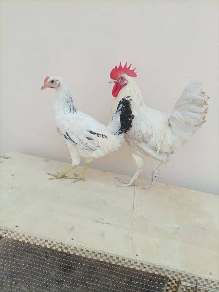 white golden misri pair 4000  & 6 feet cage 3000 2