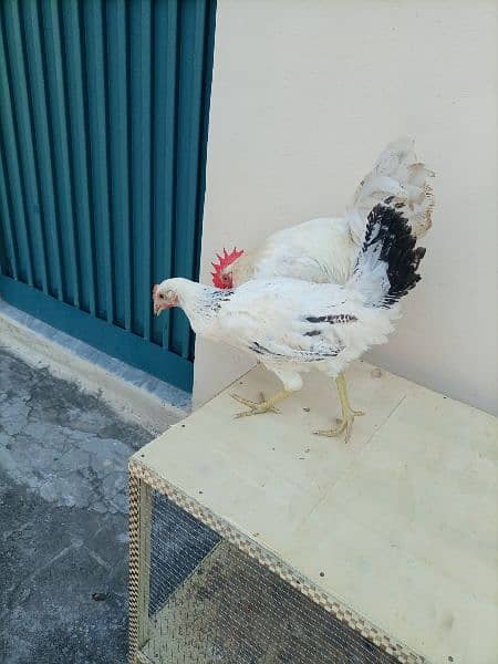 white golden misri pair 4000  & 6 feet cage 3000 3