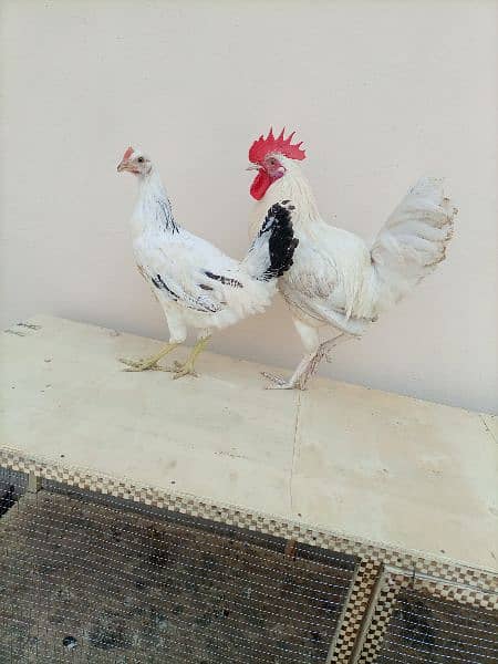 white golden misri pair 4000  & 6 feet cage 3000 6