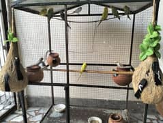 Australian Parrots for sale