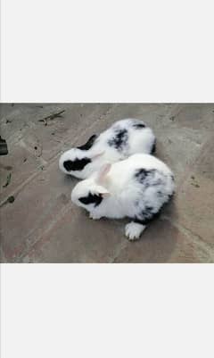 rabbit babies for sale