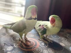 Talking and playful parrots 0