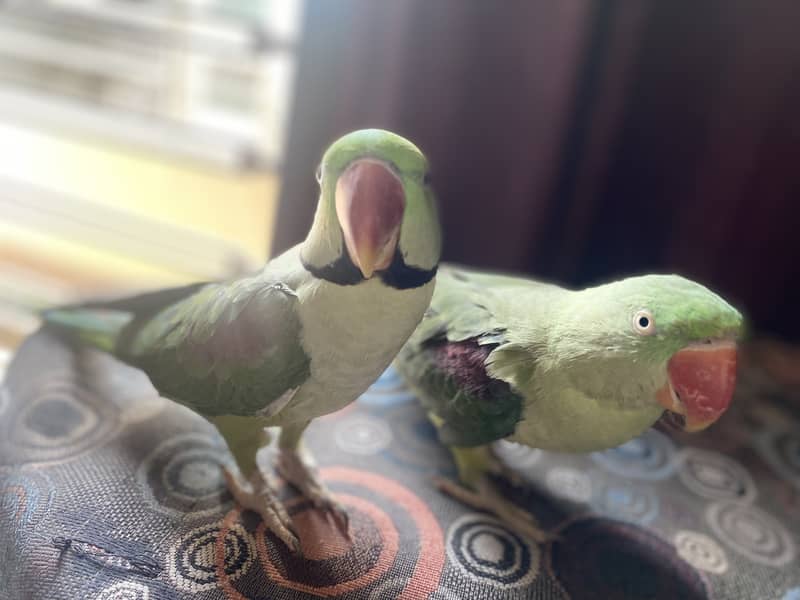 Talking and playful parrots 3