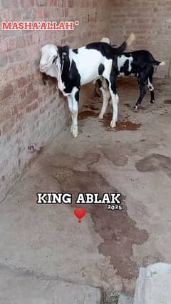 Gulabi Ablak Breeder