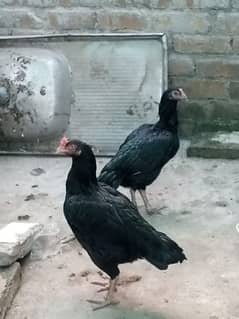 mushki aseel hen 1 lakhi hen urgent for sale