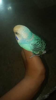 budgie