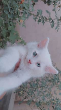 Blue Eyes Persian kitten