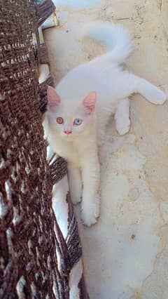 Double Eyes White Persian Cat