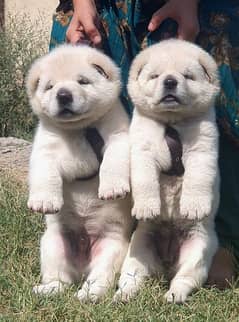 Alabai dog | King Alabai pair | security dog for sale | Alabai Breed