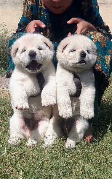 Alabai dog | King Alabai pair | security dog for sale | Alabai Breed 1