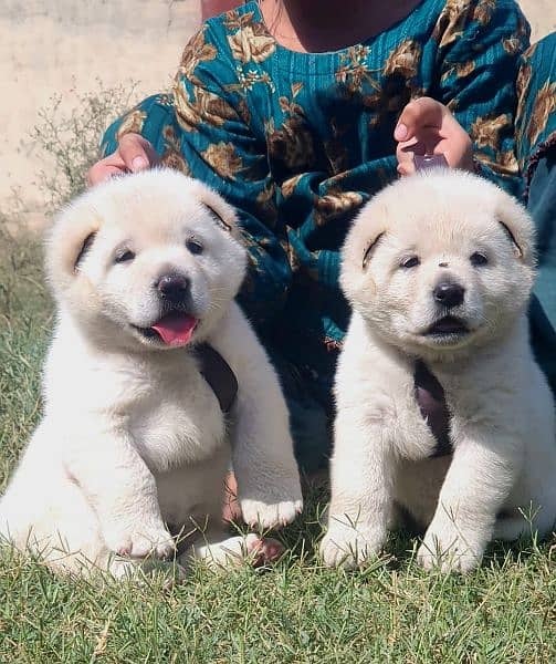 Alabai dog | King Alabai pair | security dog for sale | Alabai Breed 2