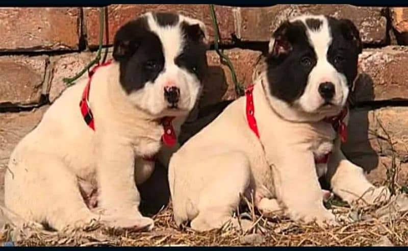 Alabai dog | King Alabai pair | security dog for sale | Alabai Breed 0