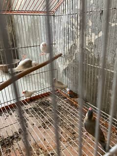 java self chicks 3/4 months age and finch adult pair