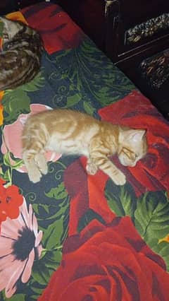 Beautiful kitten for sale 0