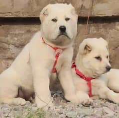 Alabai dog | King Alabai pair | security dog for sale | Alabai Breed