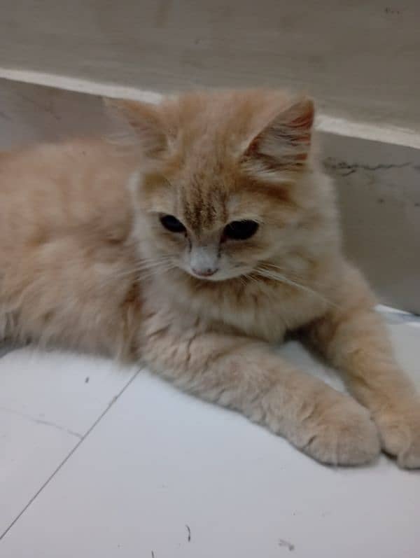 A beautiful persion light brown colour Cat for sale age 4 month 1