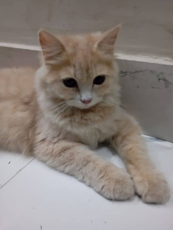 A beautiful persion light brown colour Cat for sale age 4 month 2