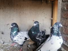 Beautiful Pigeons