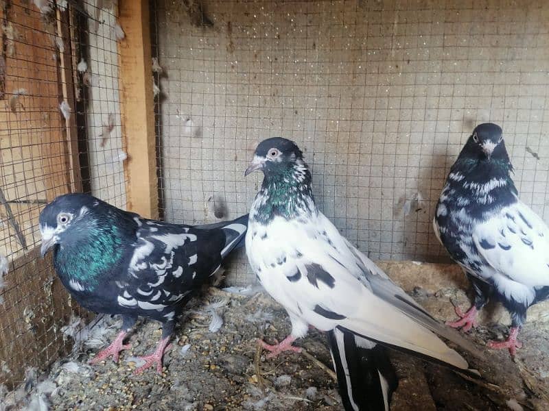 Beautiful Pigeons 1