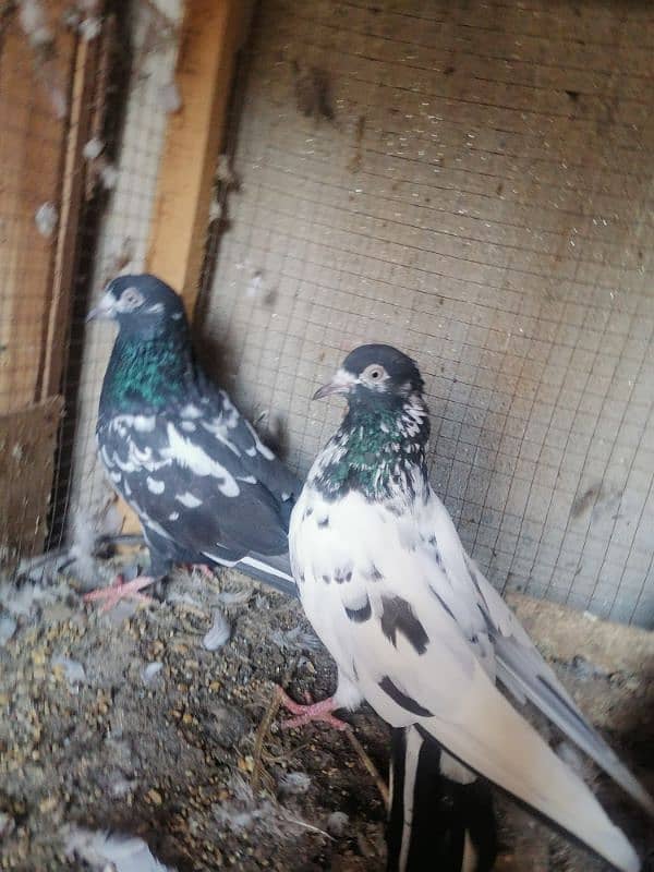 Beautiful Pigeons 2