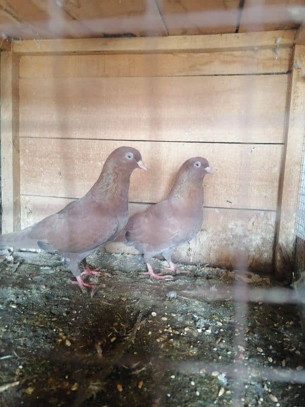 Beautiful Pigeons 3