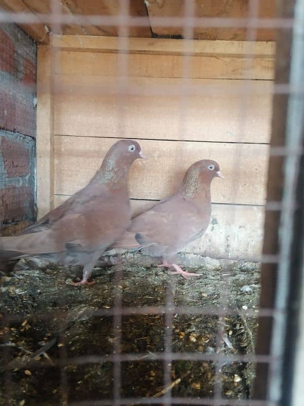 Beautiful Pigeons 4