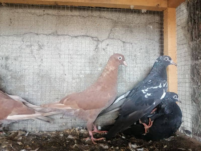 Beautiful Pigeons 5