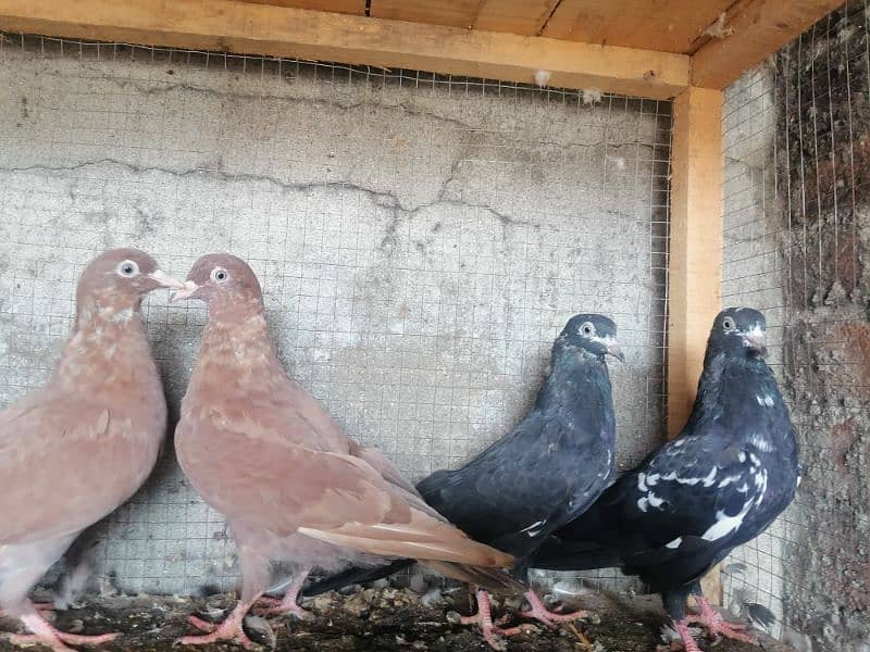 Beautiful Pigeons 7