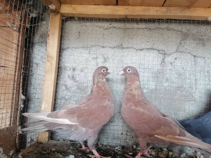 Beautiful Pigeons 8