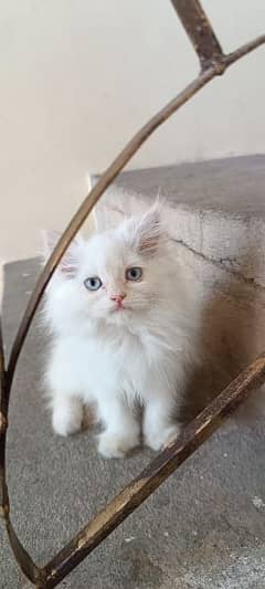 Persian cat triple coat 0