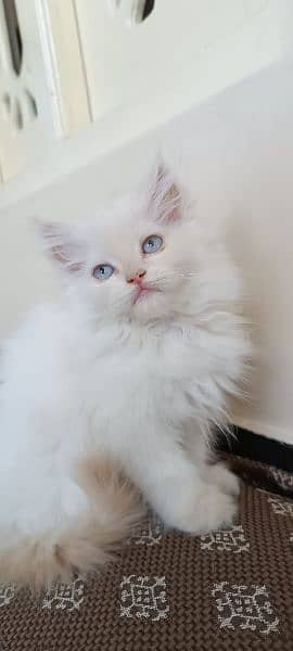 Persian cat triple coat 1