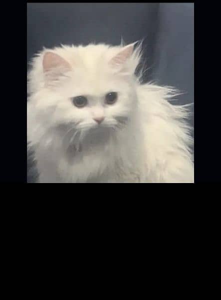 Persian cat triple coat 2