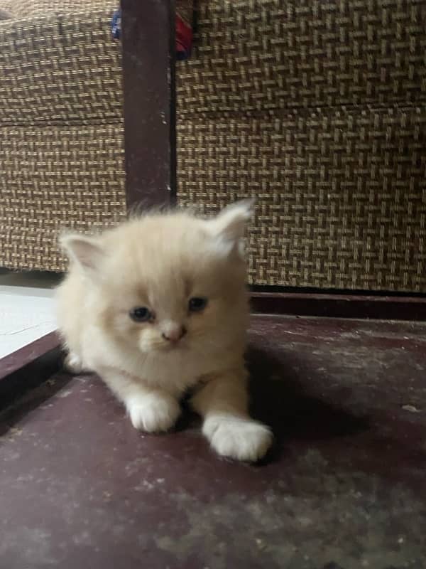 pure persian kitten 45 days old sale 3