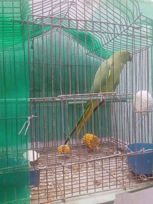 green ringneck beredar mada 2