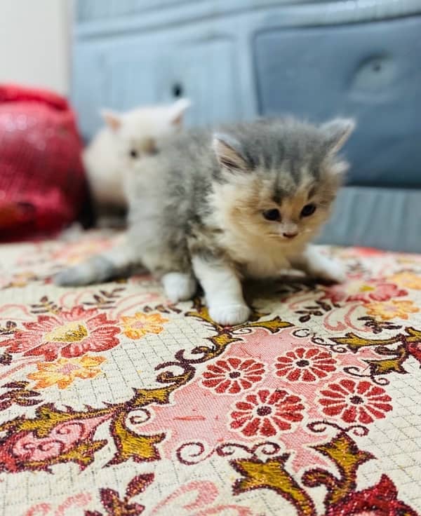 pure persian kitten 45 days old sale 4