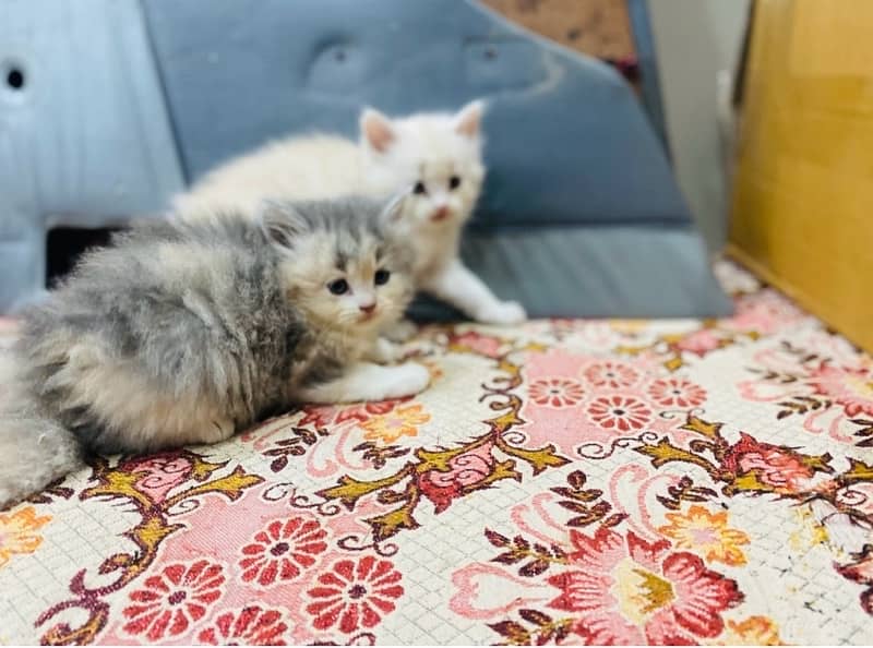 pure persian kitten 45 days old sale 5