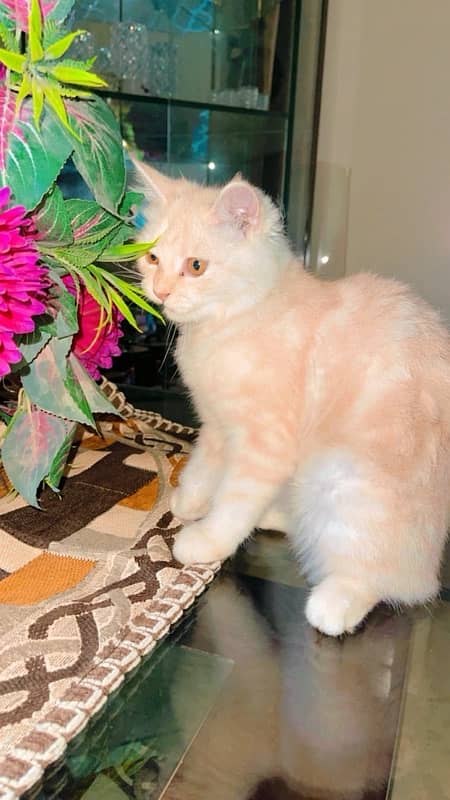 persian cat double coated 1